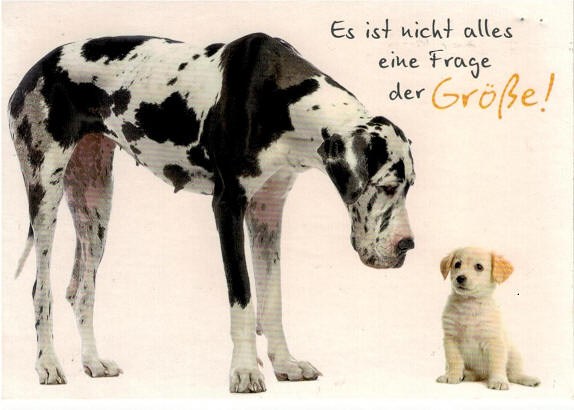 Zwei Hunde